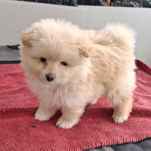 Chiots spitz nain #1