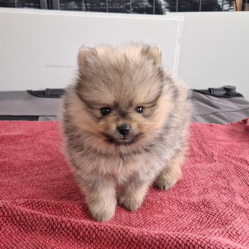 Chiots spitz nain #2