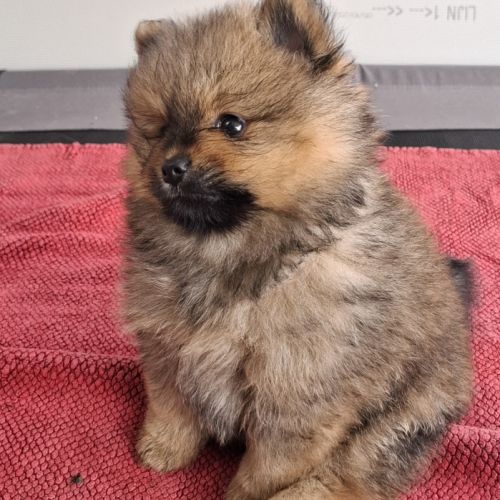 Chiots spitz nain