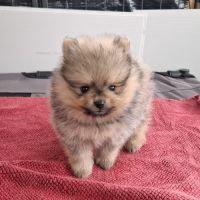 Chiots spitz nain #2