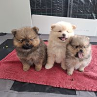 Chiots spitz nain #4