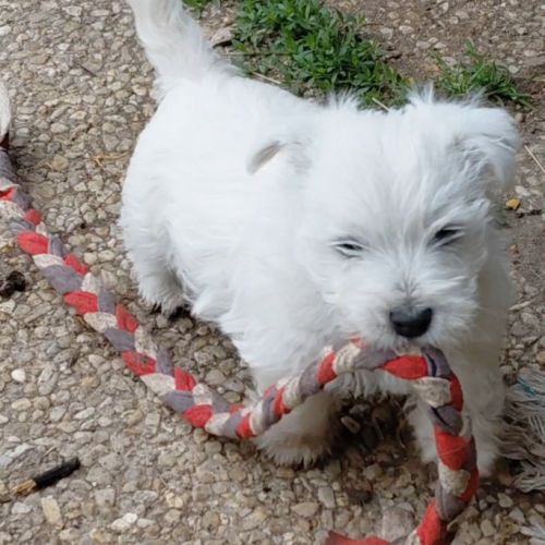 Magnifique chiots westies lof