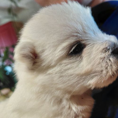Magnifique chiots westies lof #3