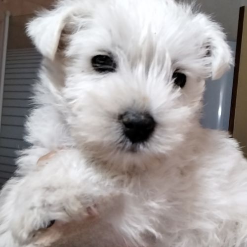 Magnifique chiots westies lof #5