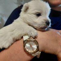 Magnifique chiots westies lof #2