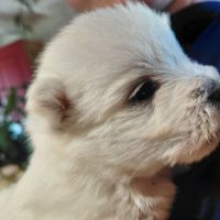 Magnifique chiots westies lof #3