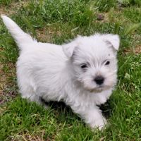 Magnifique chiots westies lof #4