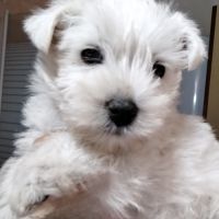 Magnifique chiots westies lof #5