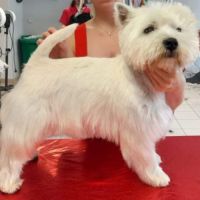 Magnifique chiots westies lof #6