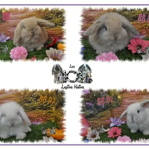 Lapins belier nain / minilop #0