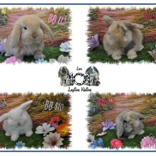 Lapins belier nain / minilop #3