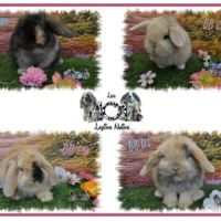 Lapins belier nain / minilop #1
