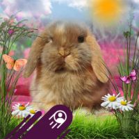 Lapins belier nain / minilop #4
