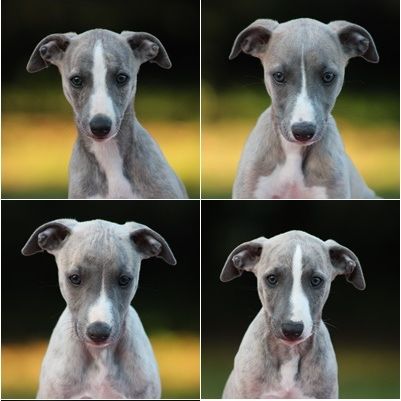 Magnifique chiots whippet