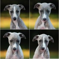 Magnifique chiots whippet