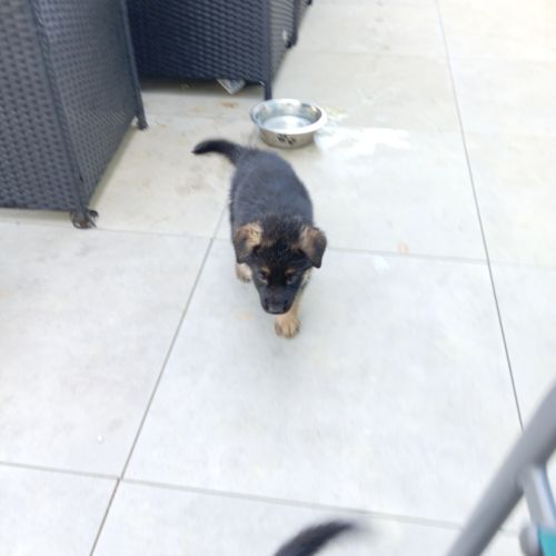 A réserver chiots berger allemand