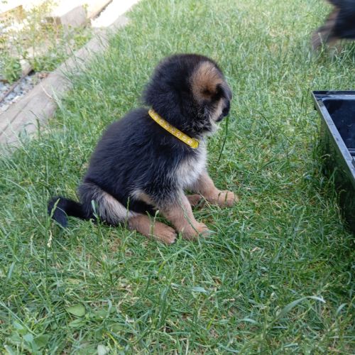A réserver chiots berger allemand #2