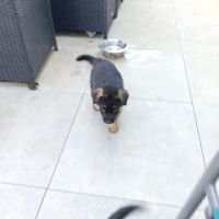 A réserver chiots berger allemand #0