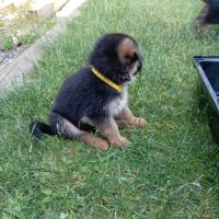 A réserver chiots berger allemand #2