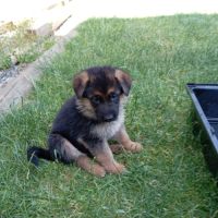 A réserver chiots berger allemand #3