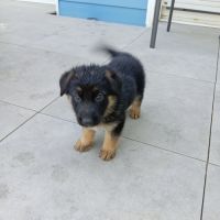 A réserver chiots berger allemand #4