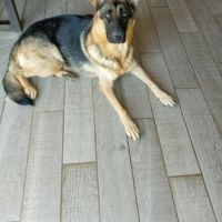 A réserver chiots berger allemand #5