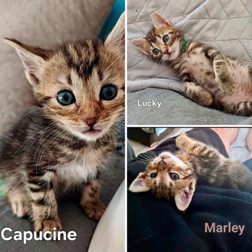 Capucine, lucky, marley