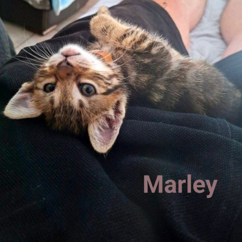Capucine, lucky, marley #4