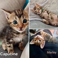 Capucine, lucky, marley #0
