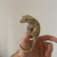 Geckos à crète lily white dalmatien mâle adulte #4