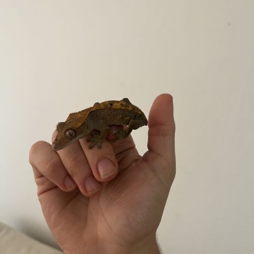 Gecko à crête harlequin #4