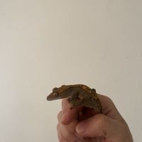 Gecko à crête harlequin #1