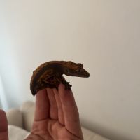 Gecko à crête harlequin #1