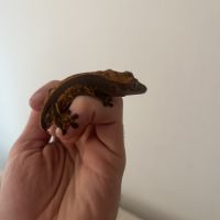 Gecko à crête harlequin #2