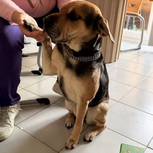 Chie tsuki à l adoption #0