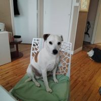 Chien gipsy à l adoption