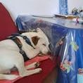 Chien gipsy à l adoption #3