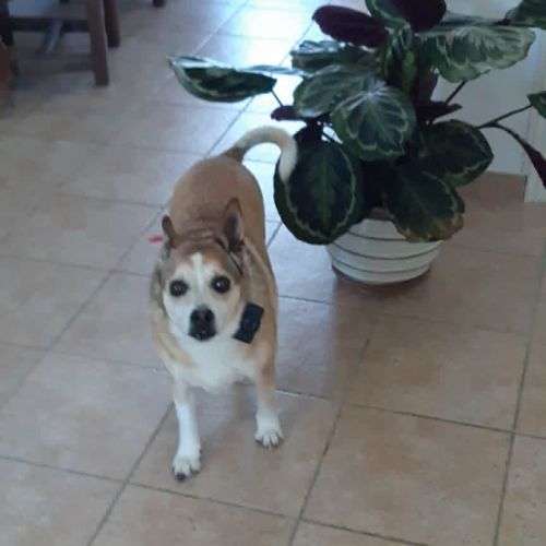 Chien jazzy à l adoption #0