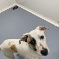 Chien pepito à l adoption