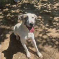 Chien pepito à l adoption #2