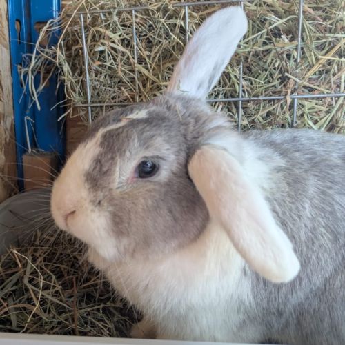 Lapin mâle, 4 ans #0