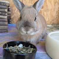 Lapin mâle, ~1,5 ans