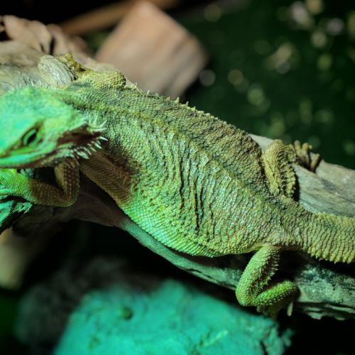 Pogona et terrarium #1