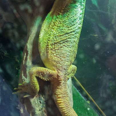 Pogona et terrarium #3
