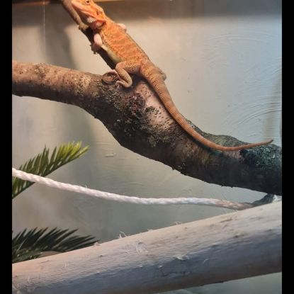 Pogona et terrarium #4