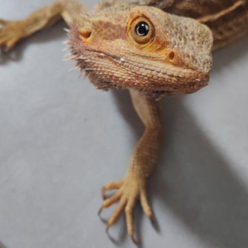 Pogona et terrarium