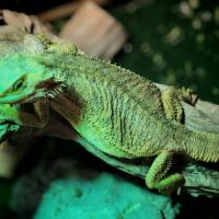 Pogona et terrarium #1