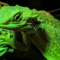 Pogona et terrarium #0