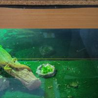 Pogona et terrarium #5