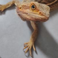 Pogona et terrarium